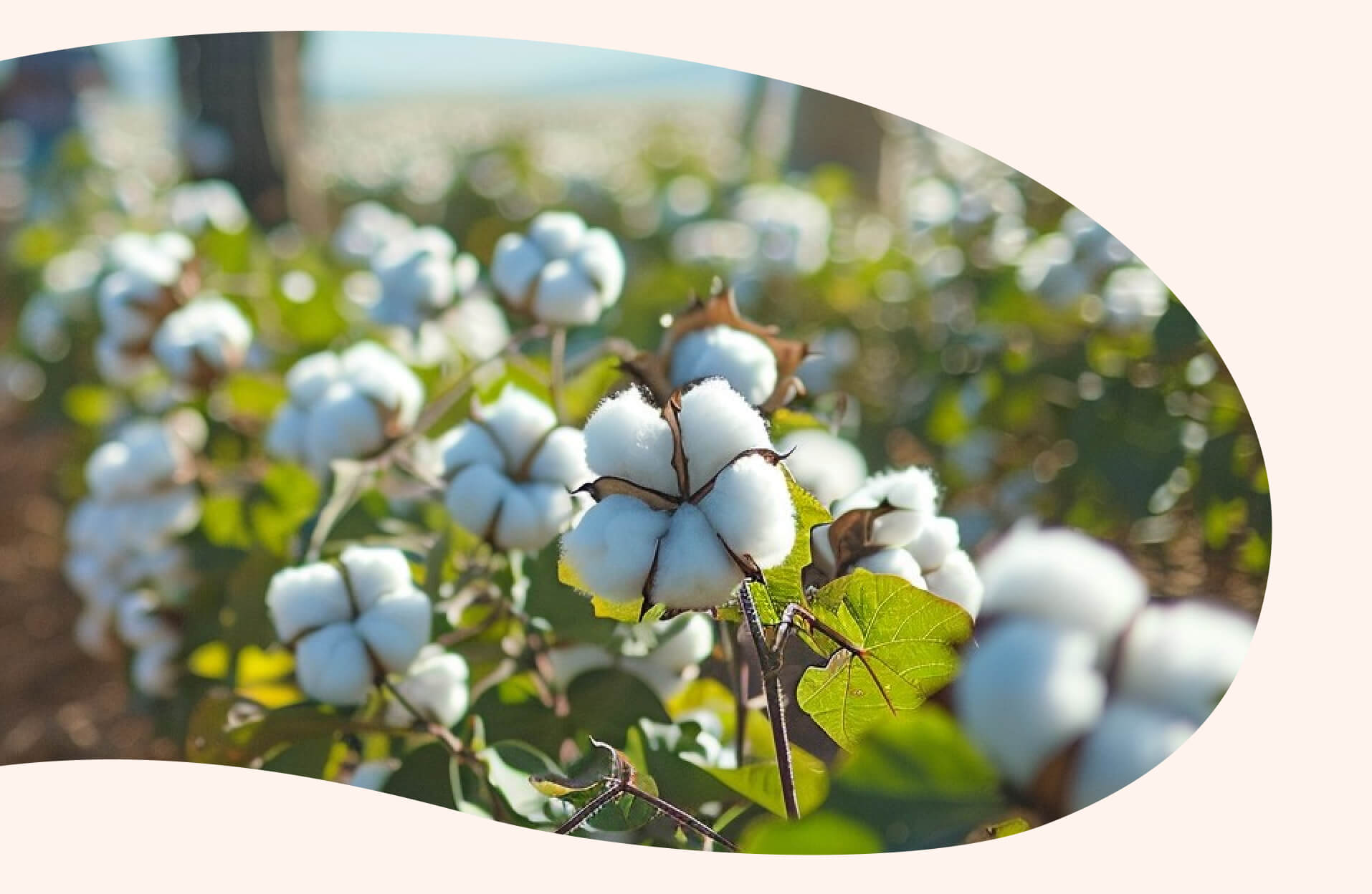 منتجات Helpmate النظافة المواد الخام الطبيعية